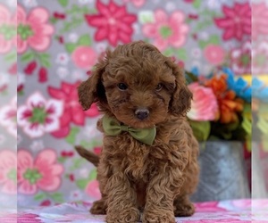 Cavapoo Puppy for sale in LANCASTER, PA, USA