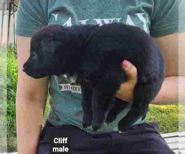 Medium Photo #16 German Shepherd Dog Puppy For Sale in KANSAS CITY, MO, USA