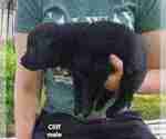 Small #15 German Shepherd Dog