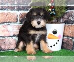 Small Schnoodle (Miniature)