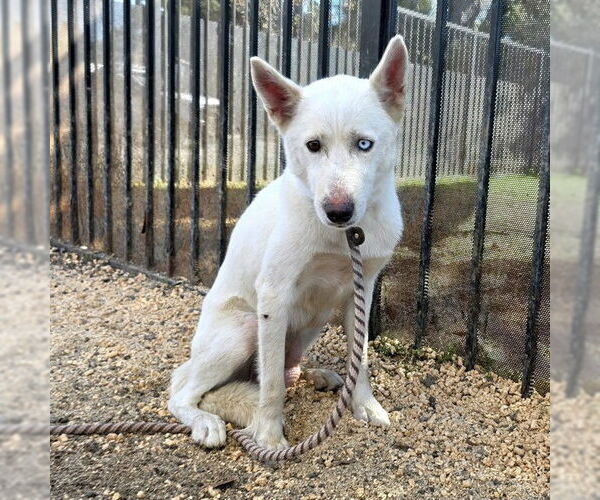 Medium Photo #1 Siberian Husky Puppy For Sale in Long Beach, CA, USA