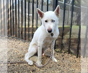 Siberian Husky Dogs for adoption in Long Beach, CA, USA