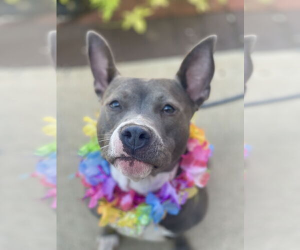 Medium Photo #21 Mutt Puppy For Sale in Mount Laurel, NJ, USA