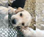 Small Photo #5 Labrador Retriever Puppy For Sale in CROSS TIMBERS, MO, USA