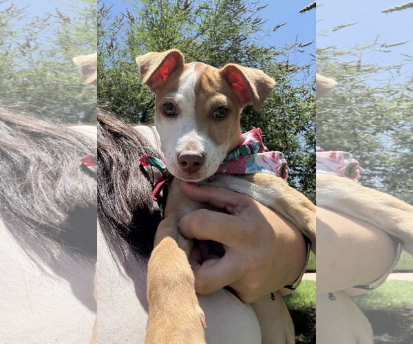 Medium Photo #1 Chihuahua-Unknown Mix Puppy For Sale in Phoenix, AZ, USA