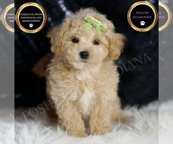 Medium Photo #1 Maltipoo Puppy For Sale in WARSAW, IN, USA