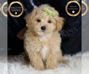 Maltipoo Puppy for sale in WARSAW, IN, USA