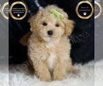 Small Maltipoo