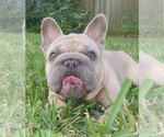 Small Photo #3 French Bulldog Puppy For Sale in Tampa, FL, USA