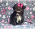 Small Photo #3 YorkiePoo Puppy For Sale in LAKELAND, FL, USA