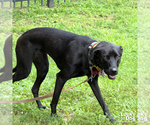 Small #17 Labrador Retriever-Retriever  Mix