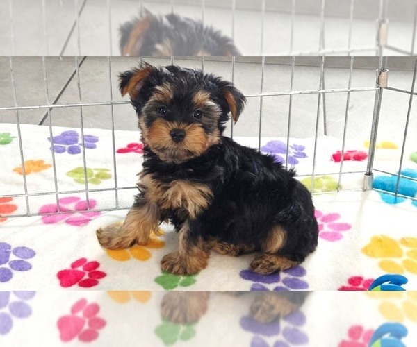 Medium Photo #1 Yorkshire Terrier Puppy For Sale in ORO VALLEY, AZ, USA