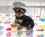 Small Photo #1 Yorkshire Terrier Puppy For Sale in ORO VALLEY, AZ, USA
