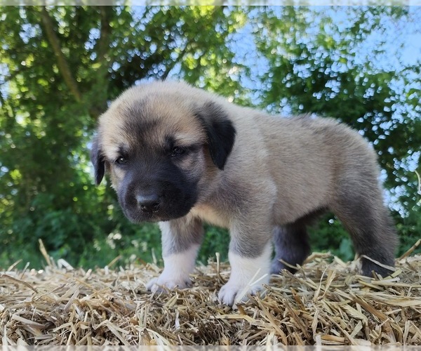 Medium Photo #2 Anatolian Shepherd Puppy For Sale in CUMBY, TX, USA