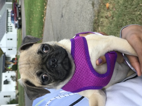 Medium Photo #1 Pug Puppy For Sale in OXFORD, OH, USA