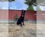 Small Photo #65 German Shepherd Dog Puppy For Sale in HAYWARD, CA, USA