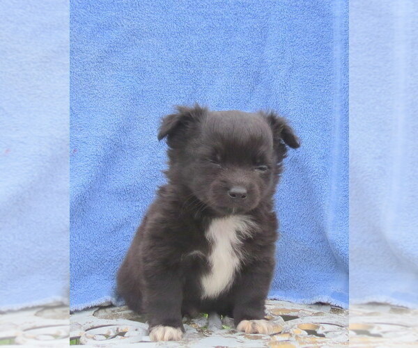 Medium Photo #38 Chihuahua Puppy For Sale in HAYES, VA, USA