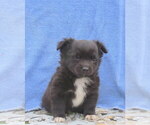 Small #37 Chihuahua