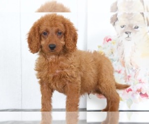 Goldendoodle Puppy for sale in BEL AIR, MD, USA
