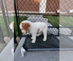 Small Photo #18 Poodle (Standard) Puppy For Sale in MOORES HILL, IN, USA