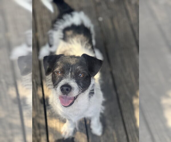Medium Photo #12 Jack Russell Terrier Puppy For Sale in Dana Point, CA, USA