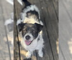 Small #11 Jack Russell Terrier