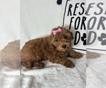 Small #4 Goldendoodle (Miniature)