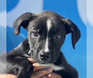 American Pit Bull Terrier Dogs for adoption in Salinas, CA, USA