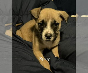 Box-a-Pug Dogs for adoption in Aurora, IN, USA