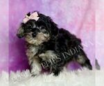 Small Photo #46 Morkie Puppy For Sale in WARSAW, IN, USA