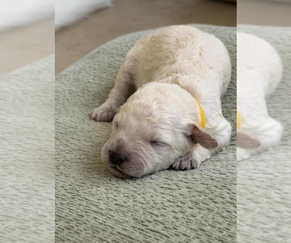 Medium Photo #1 Goldendoodle mix (+ Poodle Standard) Puppy For Sale in MAYNARDVILLE, TN, USA