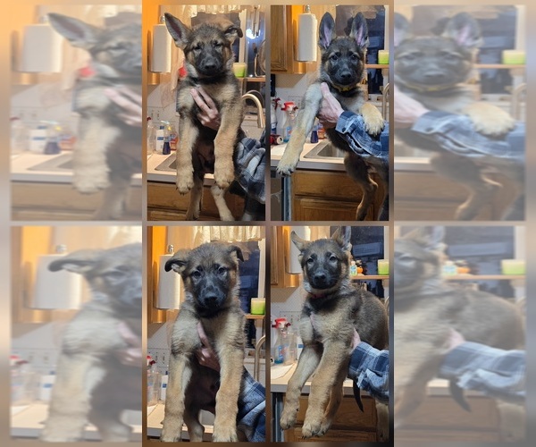 Medium Photo #1 German Shepherd Dog Puppy For Sale in ORION, MI, USA