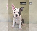 Puppy Chance Boston Terrier