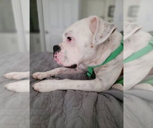 Boxer Dogs for adoption in Dumont, NJ, USA