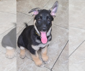 German Shepherd Dog Puppy for sale in WARREN, MA, USA