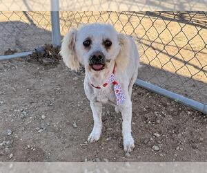 Maltese Dog for Adoption in HESPERIA, California USA
