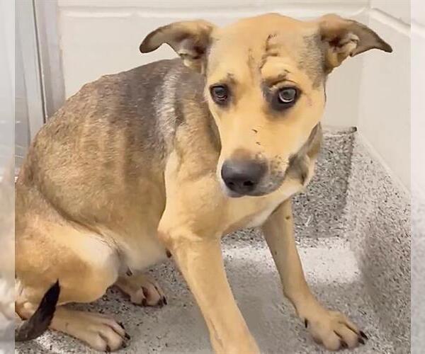 Medium Photo #2 Labrador Retriever Puppy For Sale in Houston, TX, USA