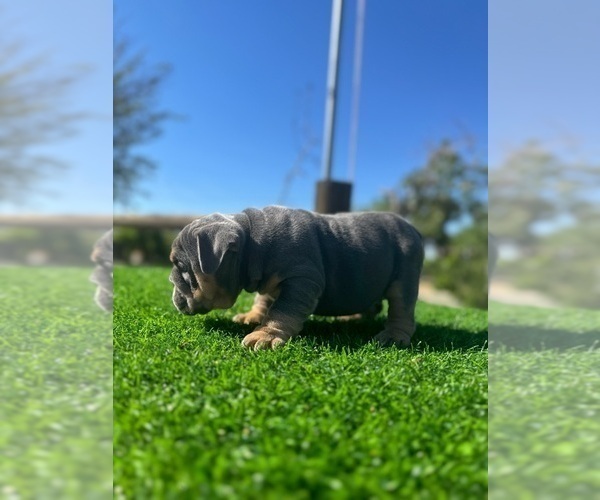 Medium Photo #9 English Bulldog Puppy For Sale in LA JOLLA, CA, USA