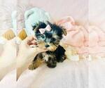 Small #6 Yorkshire Terrier