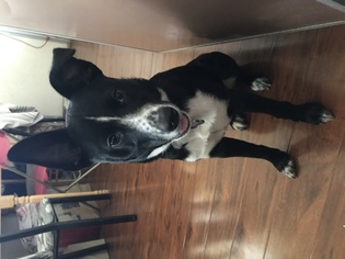 Border Collie Puppy for sale in WESTMINSTER, CA, USA