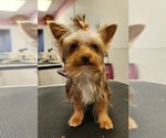 Small Photo #1 Yorkshire Terrier Puppy For Sale in BELLEVILLE, IL, USA