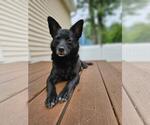 Small #3 Mutt