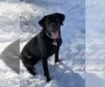 Litter of 7 - Male(s) and Female(s) Labrador RetrieverLitter of Puppies for Sale - Photo #19