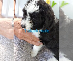 Miniature Australian Shepherd-Poodle (Toy) Mix Puppy for sale in CHESTER, TX, USA