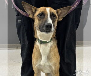 Mutt Dogs for adoption in Washington, DC, USA