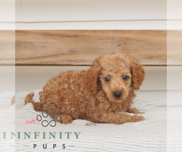 Medium Photo #3 Poodle (Miniature) Puppy For Sale in GAP, PA, USA