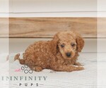 Small #2 Poodle (Miniature)