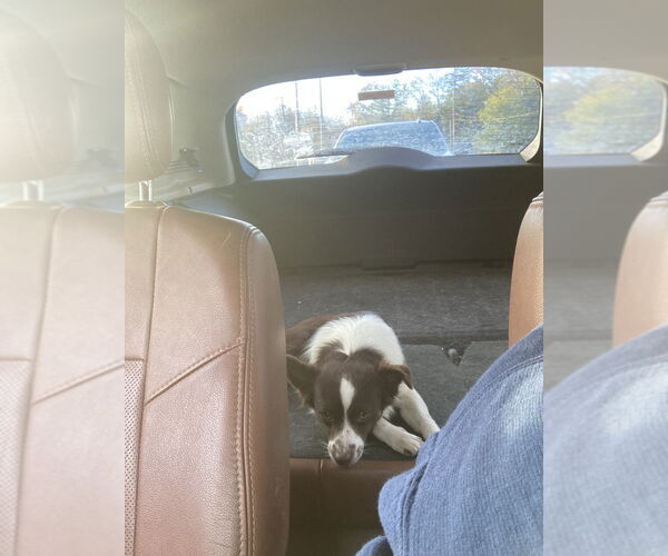 Medium Photo #2 Rat-Cha Puppy For Sale in Aurora, IN, USA