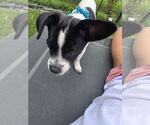 Small Photo #6 Jack Chi Puppy For Sale in Princeton, MN, USA