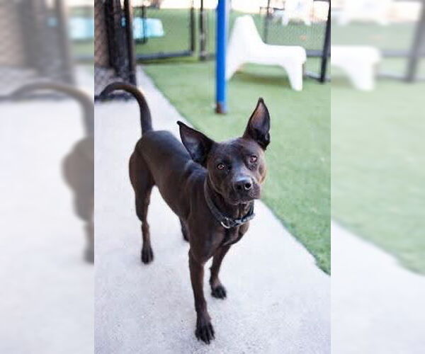 Medium Photo #1 Mutt Puppy For Sale in NEWPORT NH, NH, USA